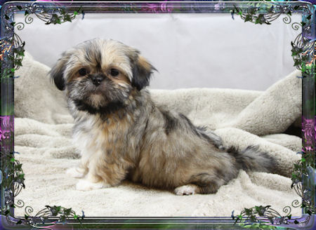 Tiny little female chinese imperial shih tzu puppies for sale small teacup